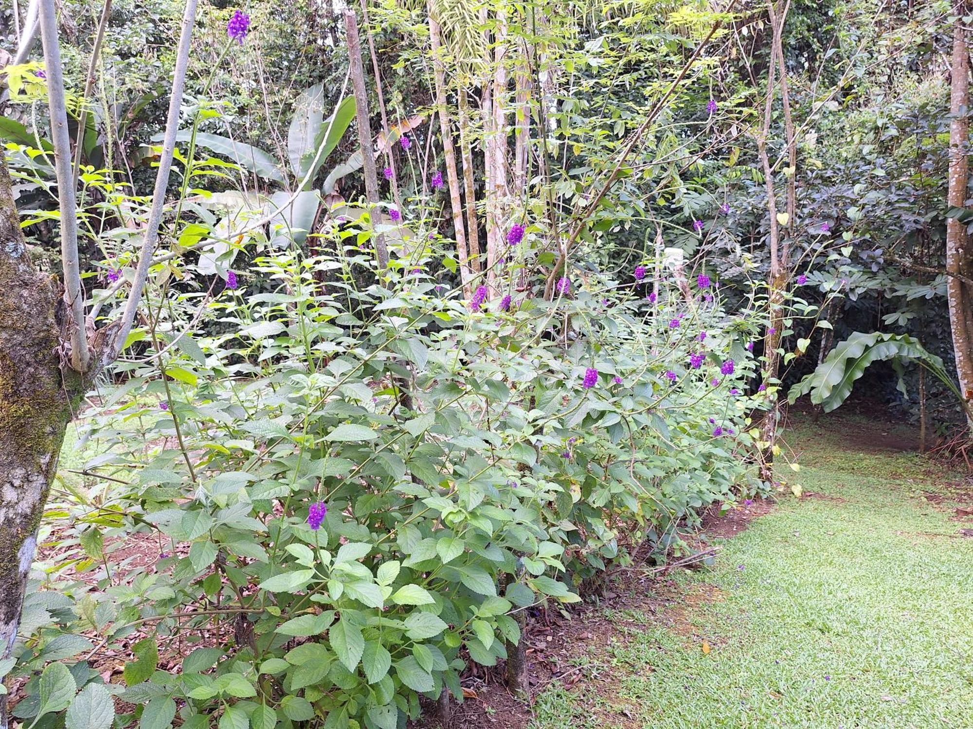 Guapote Lodge La Tigra  Ruang foto